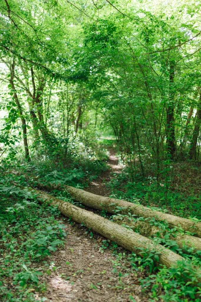 A narrow dirt trail winds through lush green forest, crossed by two fallen logs.